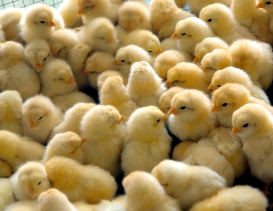 chicks